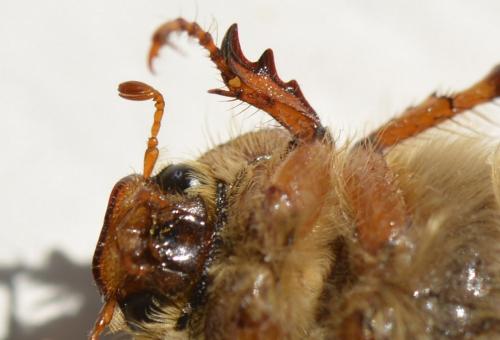 Amphimallon solstitiale